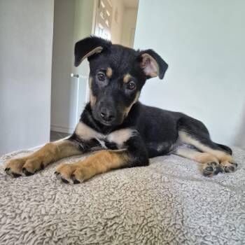 Linus -  German Shepherd Dog Dog for Adoption in Brantford, Ontario - Linus | PetCurious