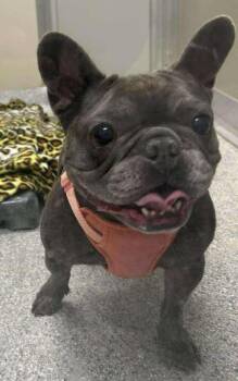 Rescue French Bulldog Dogs for Adoption in Annapolis, Maryland - Bella | PetCurious
