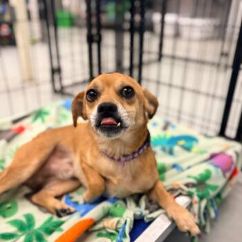 Buck -  Terrier Dog for Adoption in Houston, Texas - Buck | PetCurious