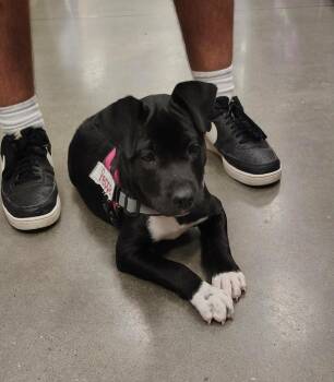 Peppa (Encanto Crew) -  Labrador Retriever and Pit Bull Terrier Dog for Adoption in Gillsville, Georgia - Peppa (Encanto Crew) | PetCurious