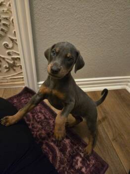 Chelsea -  Hound Dog for Adoption in Dallas, Texas - Chelsea | PetCurious