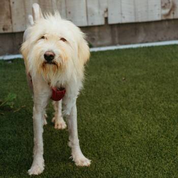 Bramble -  Terrier Dog for Adoption in Jackson, Wyoming - Bramble | PetCurious