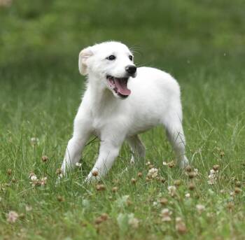 Cassie -  Border Collie and Great Pyrenees Dog for Adoption in Mechanicsburg, Pennsylvania - Cassie | PetCurious