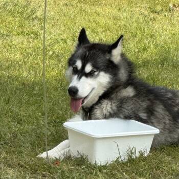 Rescue Husky Dogs for Adoption in Buffalo, Minnesota - NFL | PetCurious