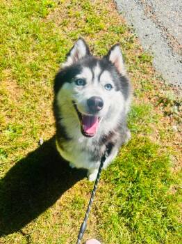 Skye -  Siberian Husky Dog for Adoption in Burnaby, British Columbia - Skye | PetCurious