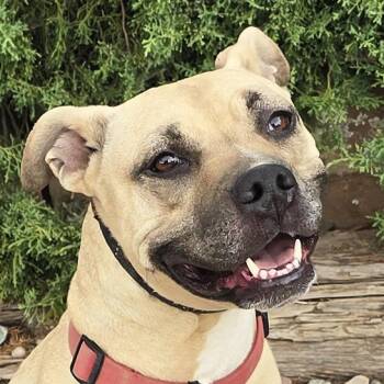 Silly SWEET Ms Strudel - Lovely Lady -  Pit Bull Terrier Dog for Adoption in North Valley, New Mexico - Silly SWEET Ms Strudel - Lovely Lady | PetCurious