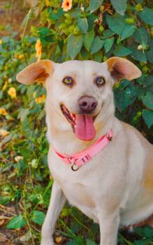 Labrador Retriever and Dachshund Dogs Available for Adoption in San Diego, California - Princess Leia | PetCurious