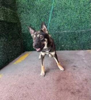 61115583 -  Siberian Husky and Shepherd Dog for Adoption in El Paso, Texas - 61115583 | PetCurious