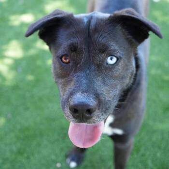 Shyla -  Siberian Husky and Pit Bull Terrier Dog for Adoption in Los Angeles, California - Shyla | PetCurious