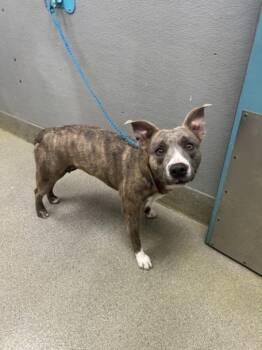 Pit Bull Terrier and Mixed Breed Dogs Available for Adoption - QUEEN | PetCurious