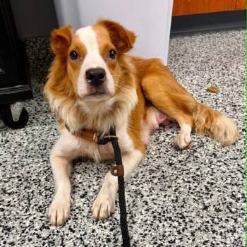Gypsy -  Mixed Breed Dog for Adoption in Fredericksburg, Virginia - Gypsy | PetCurious