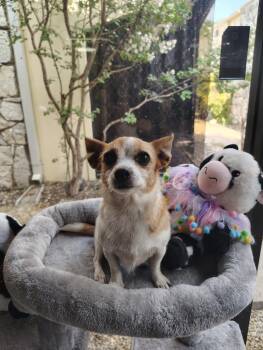 Bean -  Chihuahua Dog for Adoption in Fort Worth, Texas - Bean | PetCurious