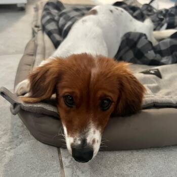 Rescue Dachshund Dogs for Adoption in Portland, Oregon - Mabel (COMING SOON) | PetCurious