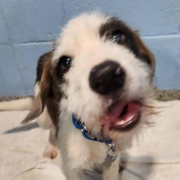 Cookie Pup: Patches -  Terrier and Mixed Breed Dog for Adoption in Falls Church, Virginia - Cookie Pup: Patches | PetCurious