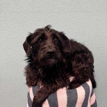 Terrier and Mixed Breed Dogs Available for Adoption in Fresno, California - Tiffany | PetCurious