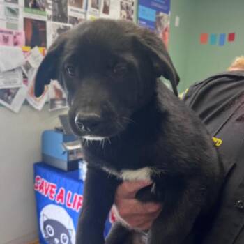 Shepherd Dogs Available for Adoption in Los Angeles, California - Phoebe | PetCurious