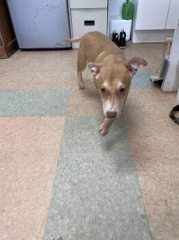 Mixed Breed Dogs Available for Adoption in Lancaster, South Carolina - Radley | PetCurious