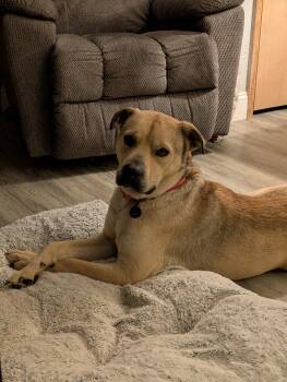 Barney -  Black Mouth Cur and Mixed Breed Dog for Adoption in Cedar Rapids, Iowa - Barney | PetCurious