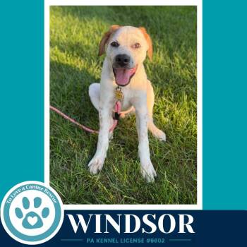 Windsor (The Palace Pups) 071826 -  Australian Shepherd and Labrador Retriever Dog for Adoption in Kimberton, Pennsylvania - Windsor (The Palace Pups) 071826 | PetCurious