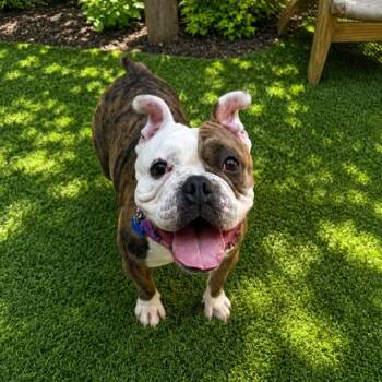 Big Bertha -  English Bulldog and Mixed Breed Dog for Adoption in Hopkinton, Massachusetts - Big Bertha | PetCurious