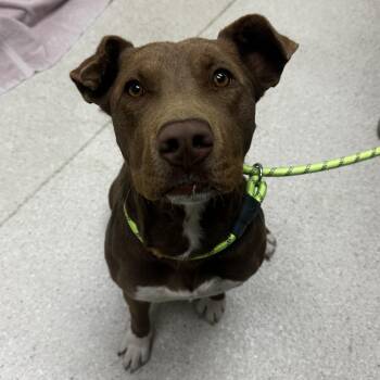 Ava -  Mixed Breed Dog for Adoption in Murray, Utah - Ava | PetCurious