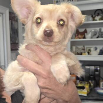 Chihuahua and Mixed Breed Dogs Available for Adoption in Montgomery, Texas - Luke | PetCurious