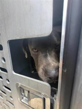 VERGIL -  American Staffordshire Terrier Dog Available for Adoption in San Antonio, Texas - VERGIL | PetCurious