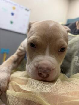 Pit Bull Terrier Dogs Available for Adoption - POTATO | PetCurious