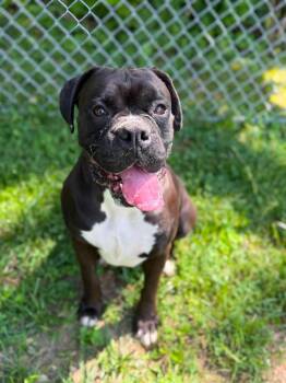 Frank -  Boxer Dog for Adoption in Wheelersburg, Ohio - Frank | PetCurious