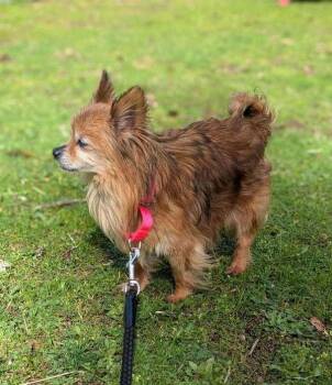 Pomeranian Dogs Available for Adoption - Tippy | PetCurious