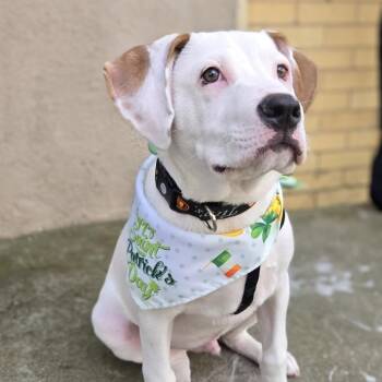 Pit Bull Terrier Dogs Available for Adoption in Shelby, North Carolina - Spot | PetCurious