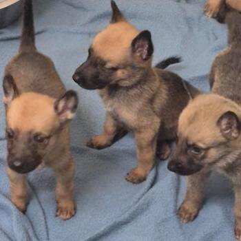Peaches Cappy -  German Shepherd Dog and Belgian Shepherd Malinois Dog for Adoption in Denver, Colorado - Peaches Cappy | PetCurious