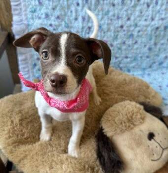 Opal -  Chihuahua Dog for Adoption in Midland, Virginia - Opal | PetCurious