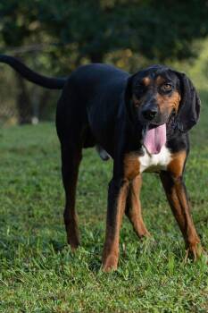 Tanner -  Black And Tan Coonhound Dog for Adoption in Stanton, Kentucky - Tanner | PetCurious