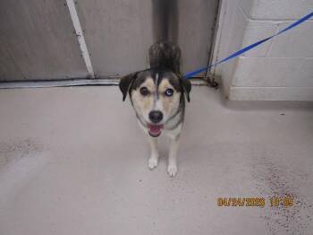 Siberian Husky and German Shepherd Dog Dogs Available for Adoption in Marietta, Georgia - Aurora (801) | PetCurious