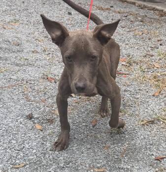 Brando -  Mixed Breed Dog for Adoption in Elizabethtown, North Carolina - Brando | PetCurious