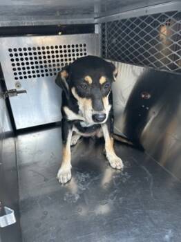 Rescue Retriever and Mixed Breed Dogs for Adoption in Fort Worth, Texas - 59727730 | PetCurious