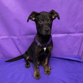 Mixed Breed Dogs Available for Adoption - Nuck | PetCurious