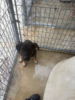 Diane -  Rottweiler and Mixed Breed Dog for Adoption in Brownwood, Texas - Diane | PetCurious