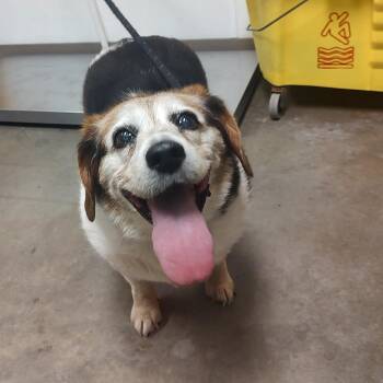 Beagle Dogs Available for Adoption in Ottawa, Kansas - Roxie | PetCurious