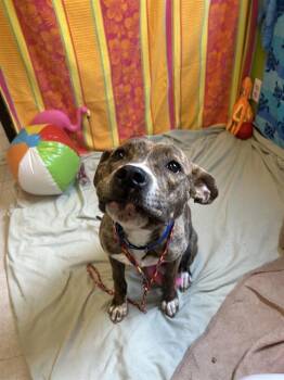 Pit Bull Terrier Dogs Available for Adoption in Kent, Washington - PIGLET | PetCurious