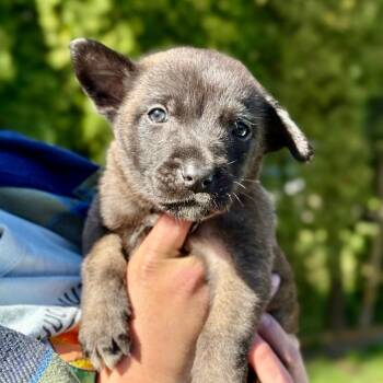 Belgian Shepherd Malinois Dogs Available for Adoption in Bellingham, Washington - Dodgson( Medium Blue Collar) | PetCurious