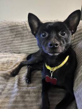 Chihuahua Dogs Available for Adoption in Covington, Washington - Harley | PetCurious