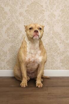 American Bulldog and Terrier Dogs Available for Adoption in West Memphis, Arkansas - Chyna | PetCurious