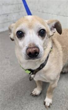 ALAKAZAM -  Chihuahua and Mixed Breed Dog for Adoption in San Bernardino, California - ALAKAZAM | PetCurious