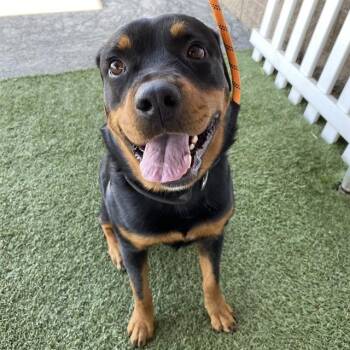 LILY -  Rottweiler Dog for Adoption in Modesto, California - LILY | PetCurious