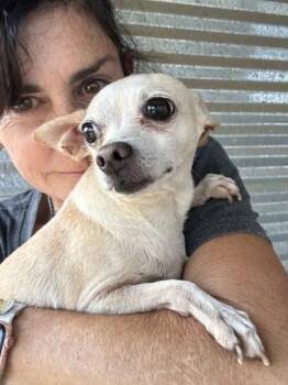 Claire - TX (bonded w Jasper) -  Chihuahua and Dachshund Dog for Adoption in Bryan, Texas - Claire - TX (bonded W Jasper) | PetCurious