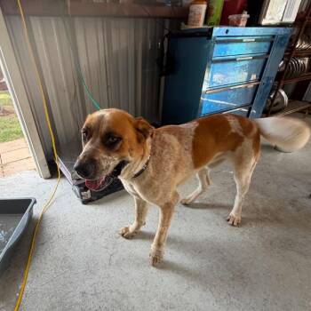 Cinder 26-07-037 -  Australian Cattle Dog Blue Heeler and Great Pyrenees Dog for Adoption in Bastrop, Texas - Cinder 26-07-037 | PetCurious