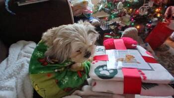 Bear -  Shih Tzu Dog for Adoption in Middletown, Connecticut - Bear | PetCurious