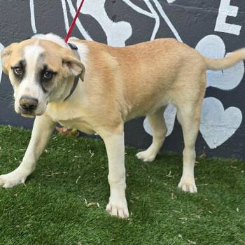 Shepherd and Mixed Breed Dogs Available for Adoption - FOSTER OR FOSTER-TO-ADOPT NEEDED Chiron | PetCurious